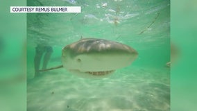 Tampa Bay educator hopes to bring 'once in a lifetime’ shark research trip into the classroom