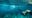 Tourist dies while snorkeling in Florida: MCSO
