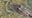 Alligator finds home in restaurant retention pond, evades trappers