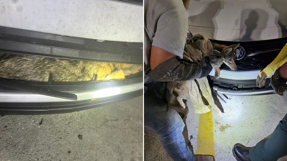 Florida deputies help rescue coyote stuck in car bumper