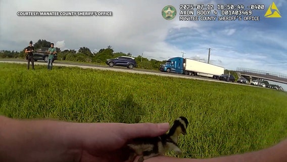 Video: Florida deputies rescue mother duck and ducklings after fluffy family tried to cross I-75