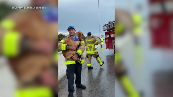 Video: Florida firefighters comfort dogs after car crash