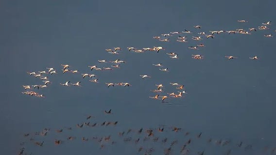Largest flock of flamingos in recent memory spotted in South Florida