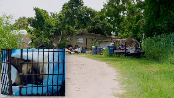 More than 200 cats rescued from Manatee County home
