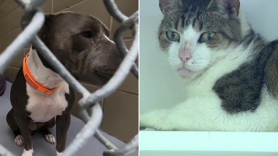 Hillsborough shelter over capacity for dogs & cats, adoptions 'desperately needed'