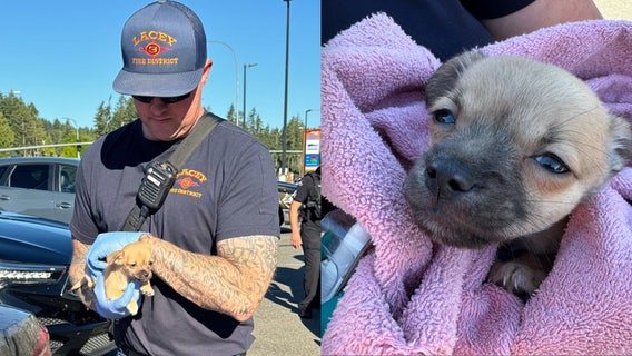 Puppy exposed to fentanyl revived with Narcan: LFD