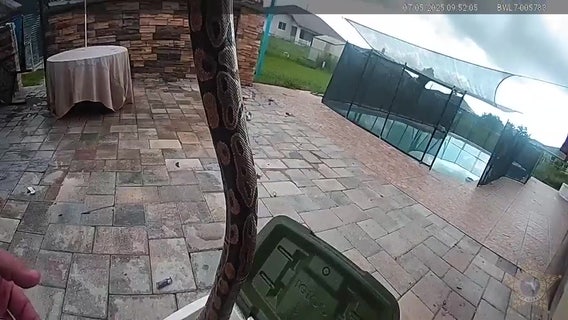 Video: Florida deputy removes python from pool deck