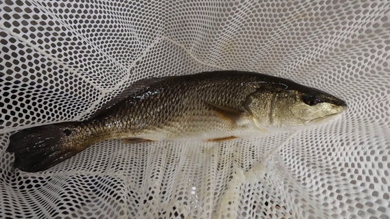 Florida redfish could soon be more widely available thanks to Sarasota company