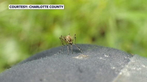 Experts warn saltmarsh mosquitoes are bearing down on Tampa Bay area