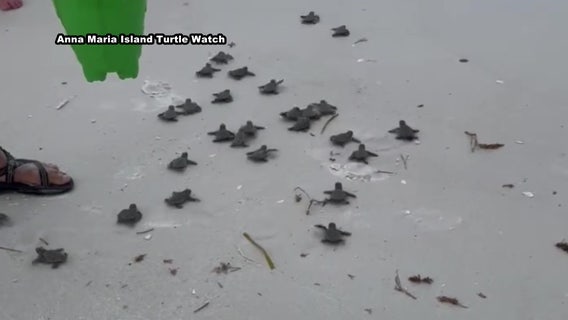 Sea turtle hatchings on the rise as dune loss, human disruption raise concerns on Anna Maria Island