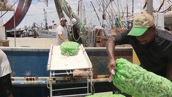 Tampa's shrimping industry shrinks: A century-old family business fights to survive