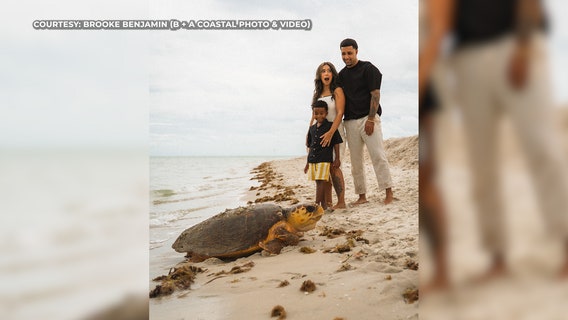 Photos: Florida family photobombed by loggerhead sea turtle