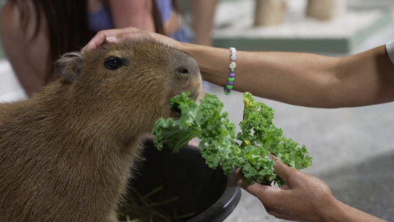 St. Pete's Capybara Cafe offers cute, furry fun