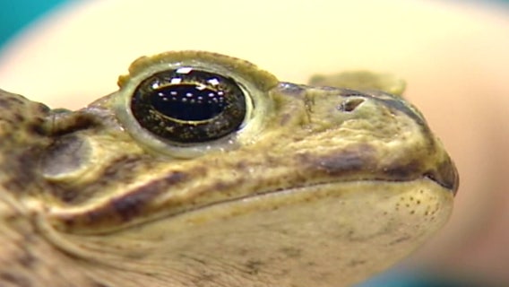 Veterinarians are warning against invasive, toxic cane toads this rainy season