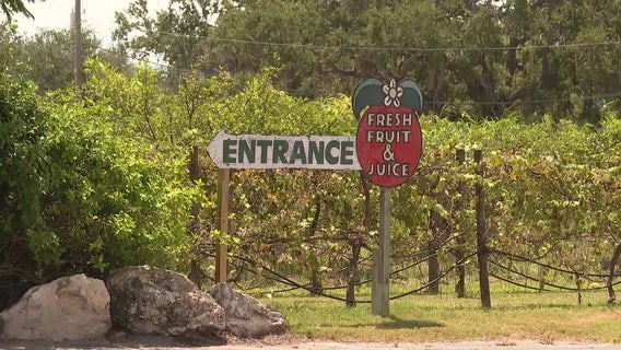 Manatee County may buy iconic Mixon Fruit Farms