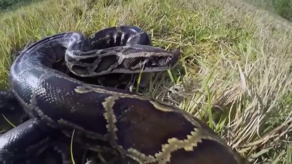 Robotic rabbits join fight against invasive pythons in Florida Everglades