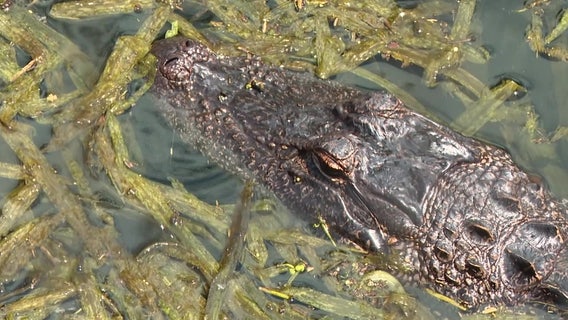 Alligator finds home in restaurant retention pond, evades trappers