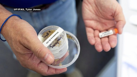 Strawberry seeds from Tampa Bay headed to space in groundbreaking UF experiment