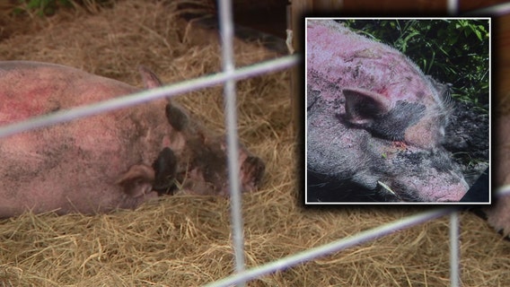 SPCA of Tampa Bay cited after Waddles the pig found suffering with burned skin