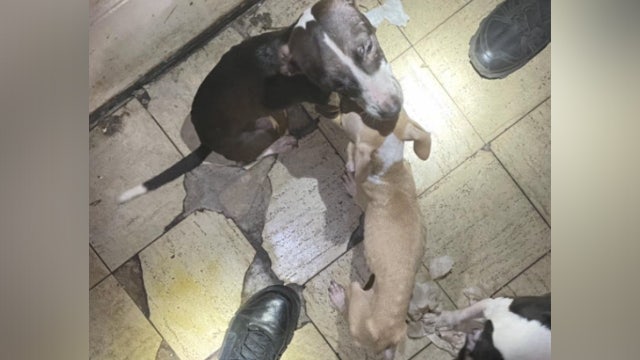 Lakeland mother, son face animal cruelty charges after 8 malnourished dogs found inside home: LPD