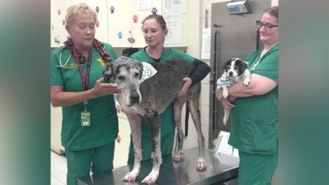 2 dogs rescued from abusive owner heading to new home together: PCSO