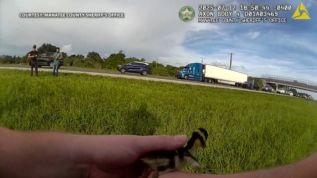 Video: Florida deputies rescue mother duck and ducklings after fluffy family tried to cross I-75