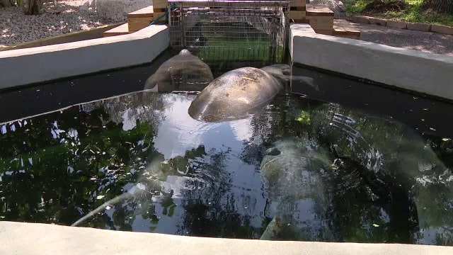 Florida manatee deaths this year outpacing 2024