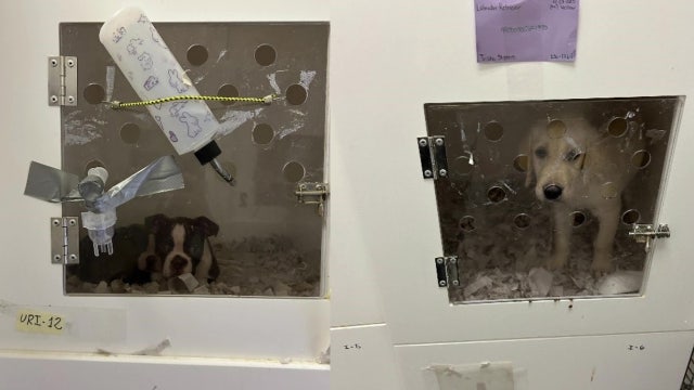 Clearwater pet store's dealer permit gets yanked after sick puppies found in unsanitary conditions: PCAS