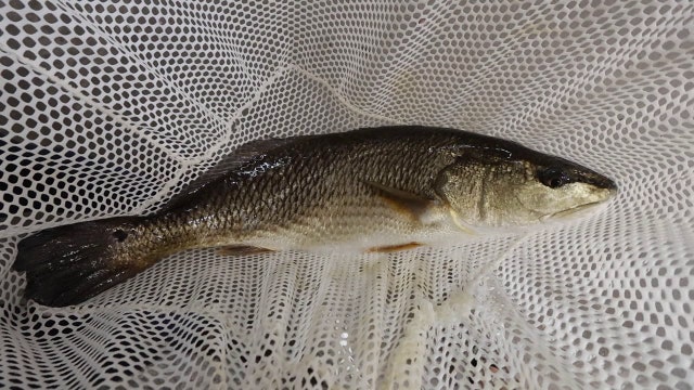 Florida redfish could soon be more widely available thanks to Sarasota company