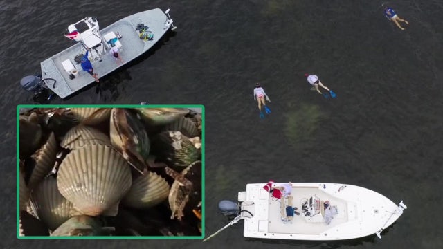 Pasco County looks to bounce back from last year's irregular scalloping season