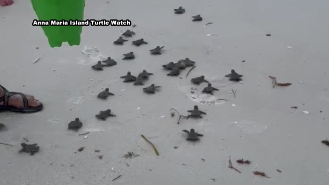 Sea turtle hatchings on the rise as dune loss, human disruption raise concerns on Anna Maria Island
