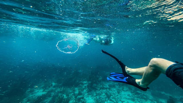 Tourist dies while snorkeling in Florida: MCSO