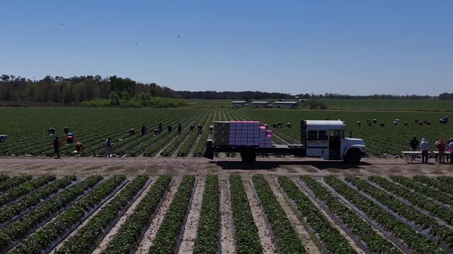 Artificial intelligence to help growers assess hurricane crop damage