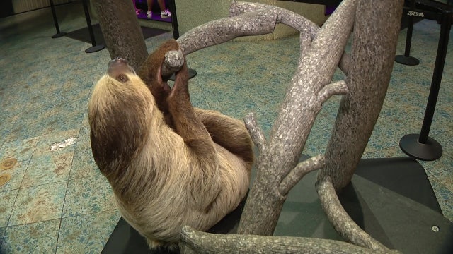 Animals at the Florida Aquarium Celebrate Independence Day — and Kick Off Plastic Free July
