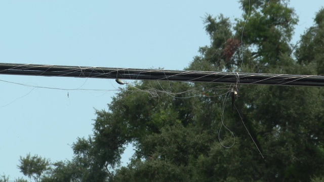 Second osprey dies after getting tangled in fishing line above Tampa canal