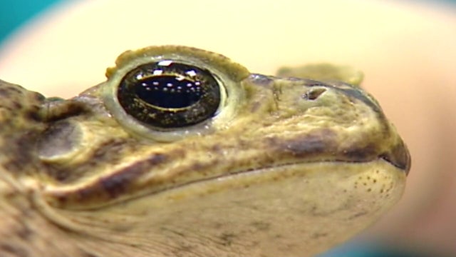Veterinarians are warning against invasive, toxic cane toads this rainy season