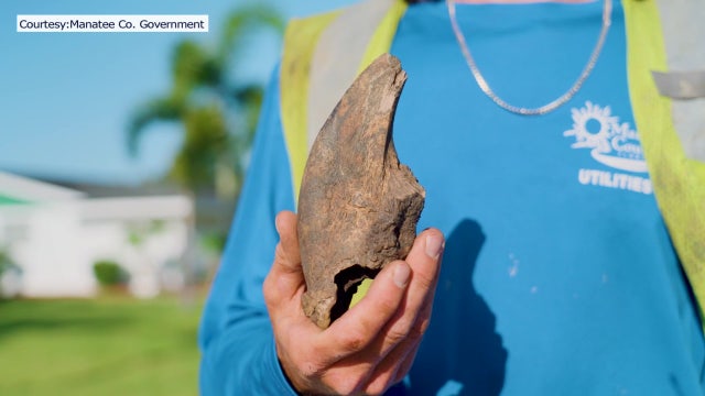 ‘Extremely rare’ giant ground sloth fossil dating back 11,000 years unearthed by Manatee County utilities crew