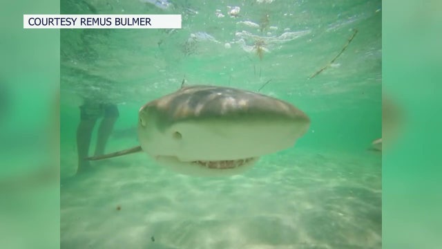 Tampa Bay educator hopes to bring 'once in a lifetime’ shark research trip into the classroom
