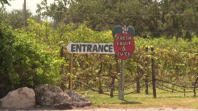 Manatee County may buy iconic Mixon Fruit Farms