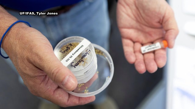 Strawberry seeds from Tampa Bay headed to space in groundbreaking UF experiment