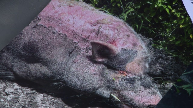SPCA of Tampa Bay pleads guilty to animal cruelty charges after Waddles the pig found with burned skin