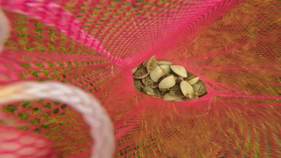 The 2025 recreational bay scallop season is underway in Pasco County.
