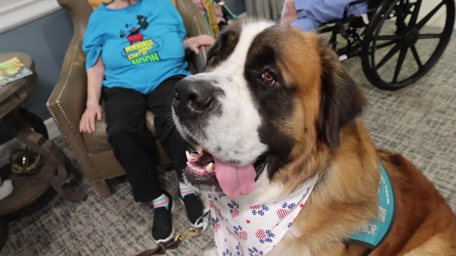 Thor, a 190-pound St. Bernard, provides therapy for people of all ages while inspiring young readers.