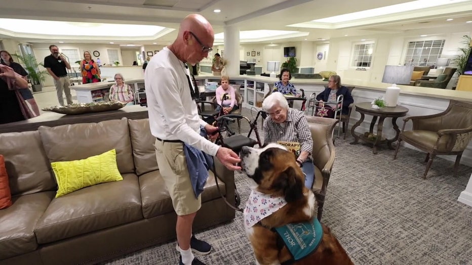 Thor, a 190-pound St. Bernard, provides therapy for people of all ages while inspiring young readers.