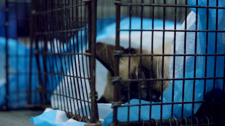 Manatee County Animal Welfare