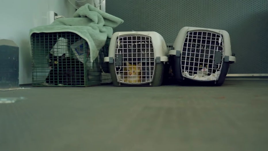 Manatee County Animal Welfare