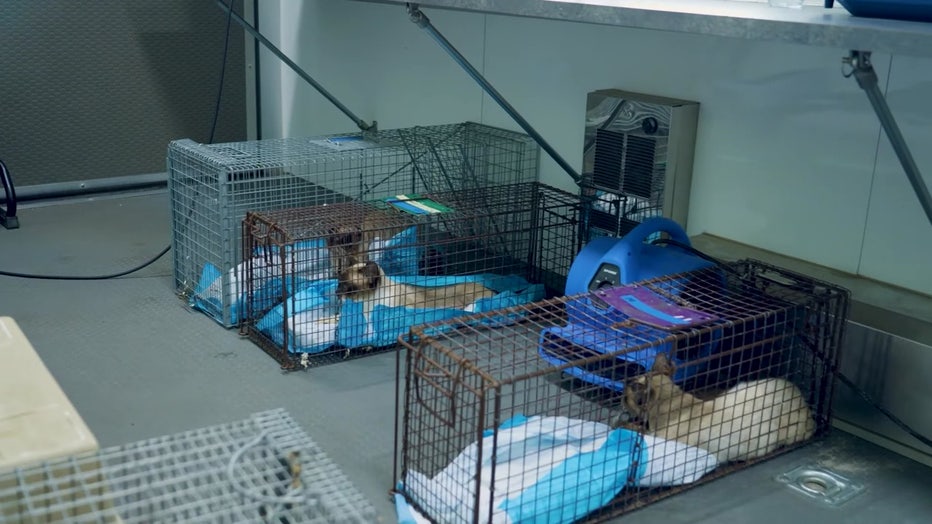 Manatee County Animal Welfare