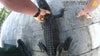 Video: Florida deputy removes alligator from backyard swimming pool