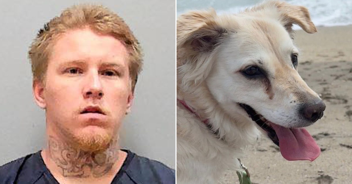 Florida man convicted of 'extremely disturbing' dog beating gets ...