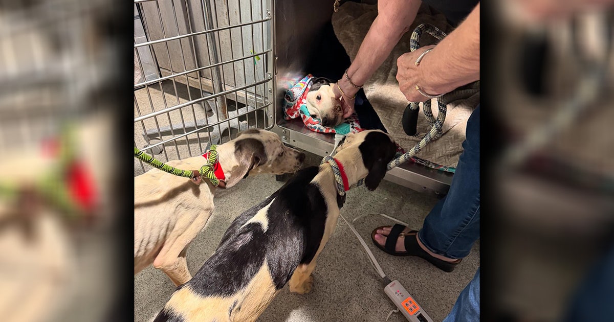 dumped-dogs-update.jpg?ve=1&tl=1